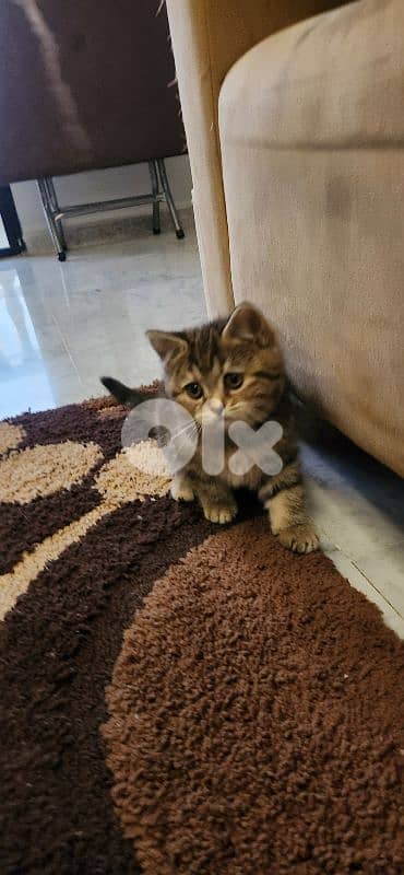 Scottish and British Cat 3