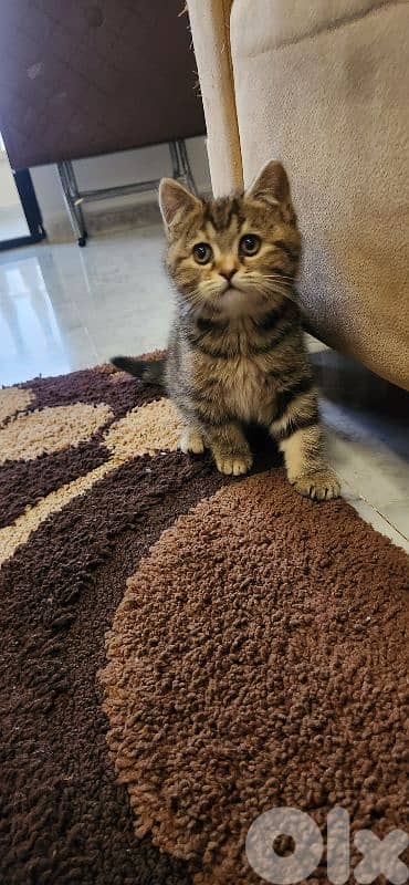 Scottish and British Cat 4