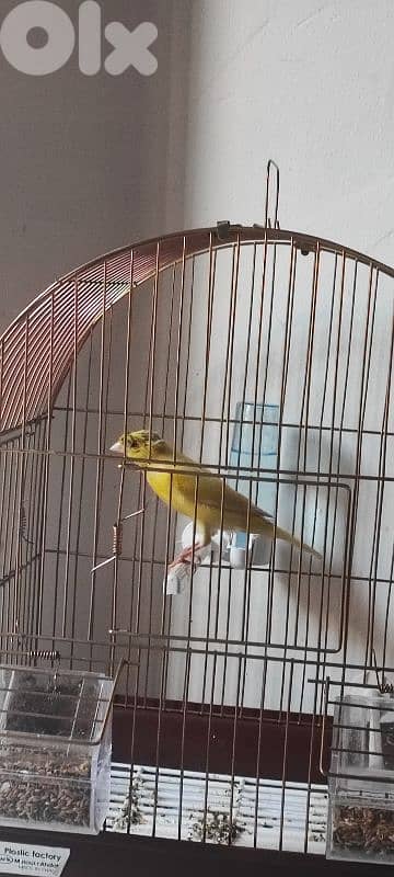 كنار مميز بيحكي حسون