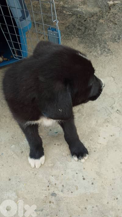 puppy golden retriever
