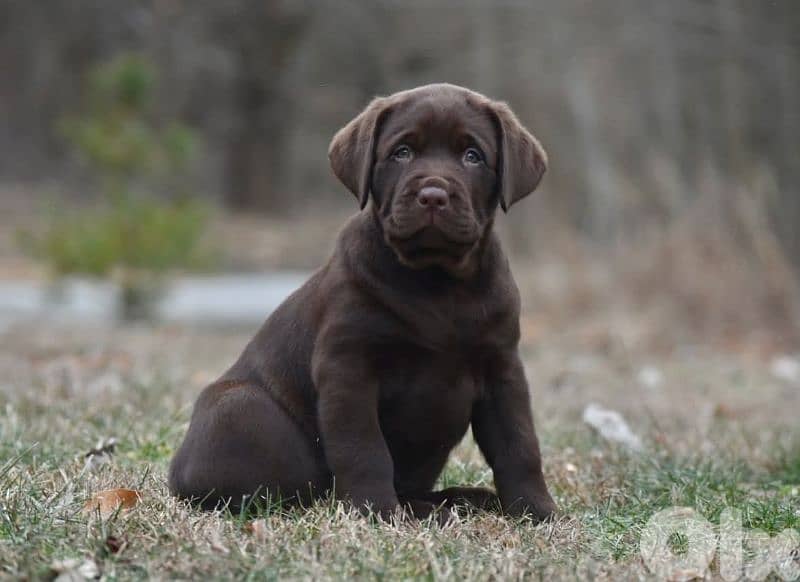 puppy golden retriever 1