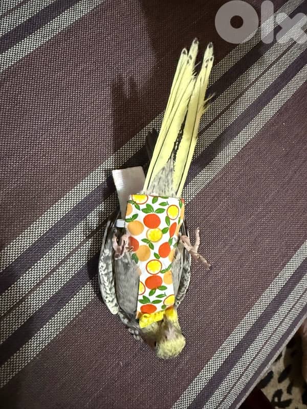 verry friendly cockateil 2