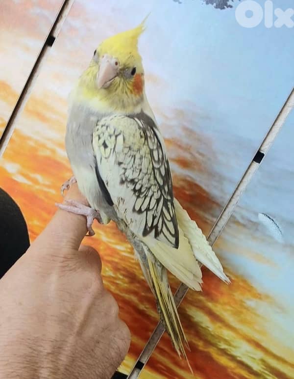 verry friendly cockateil 1