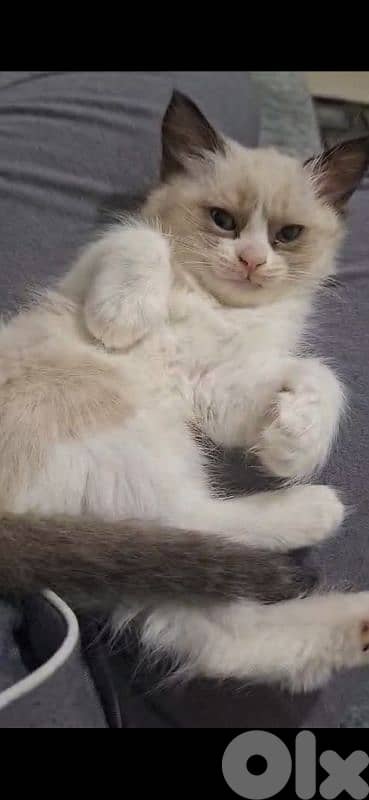 قط دكر عمر شهرين