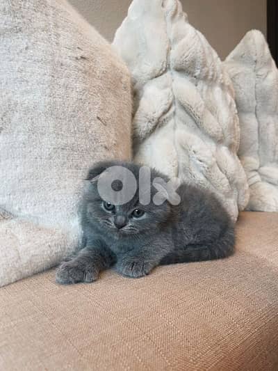 pure Scottish fold lilac kitten