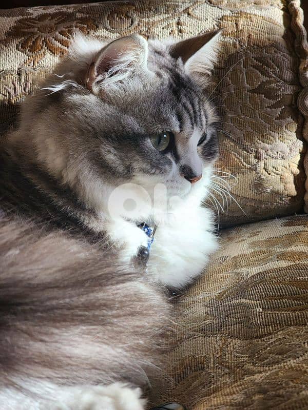 persion mix high quality silver tabby and white!!! 6