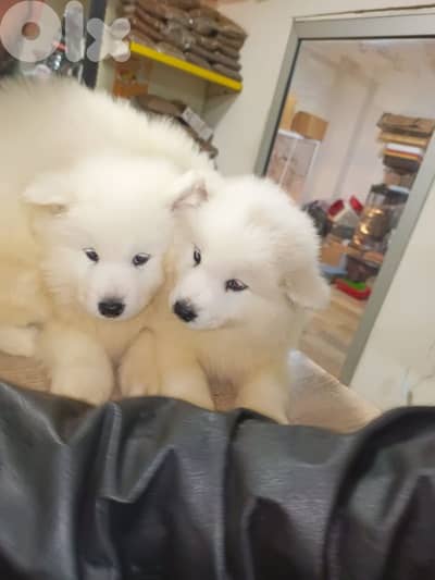 السمقانية الشوف