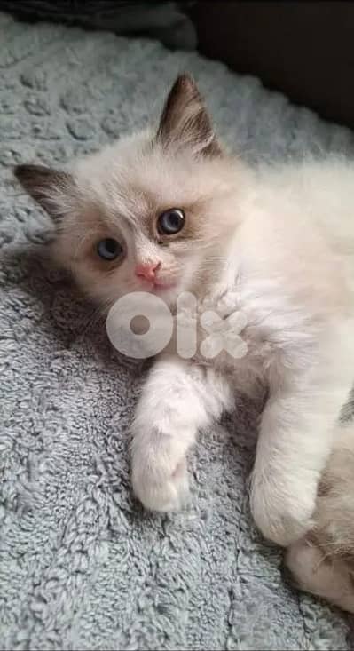 pure ragdoll kitten