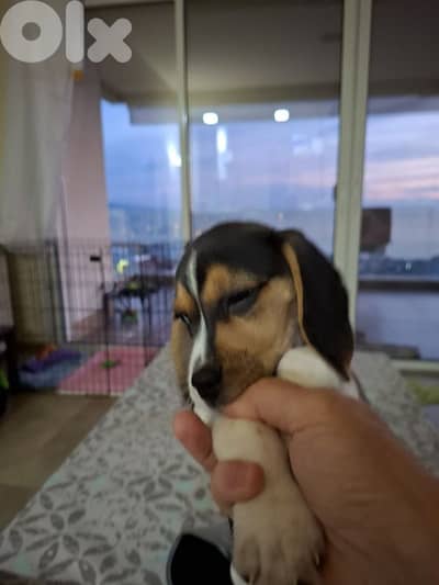 Female Beagle 3 months old, dewormed, vaccinated, potty trained