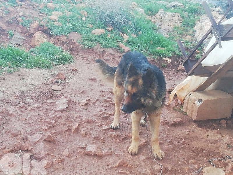 kalbi berger asliyi 1