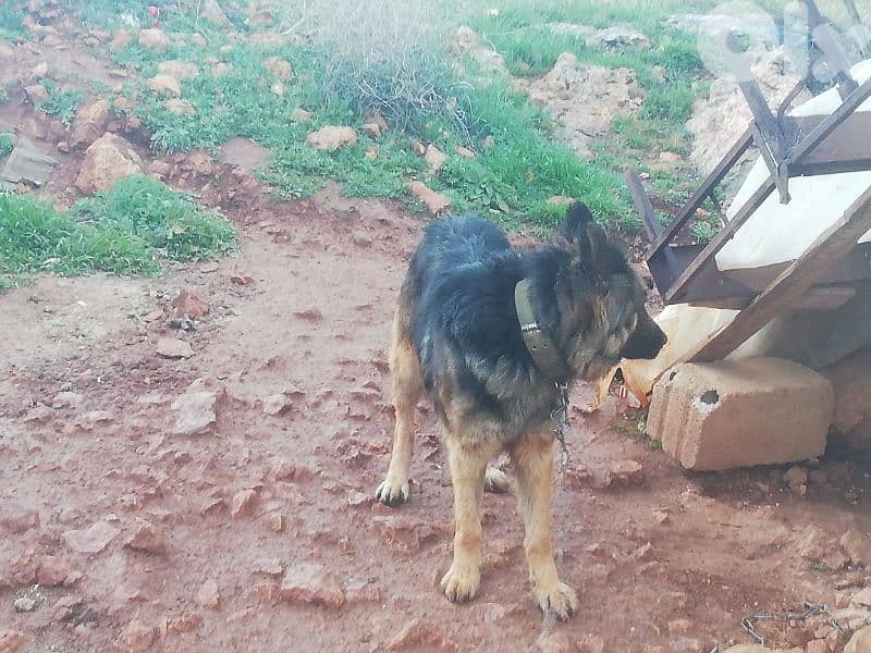 kalbi berger asliyi 2