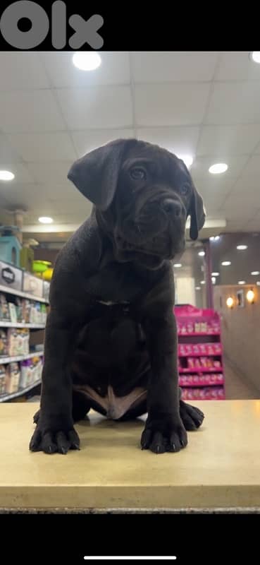 Cane corso