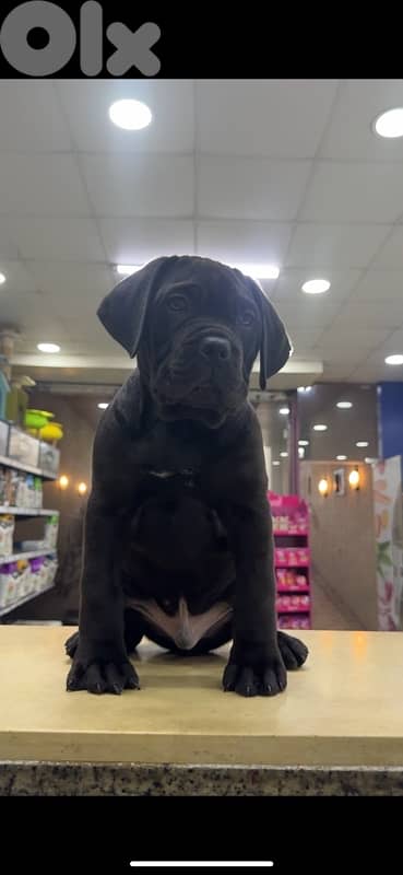 Cane corso 2
