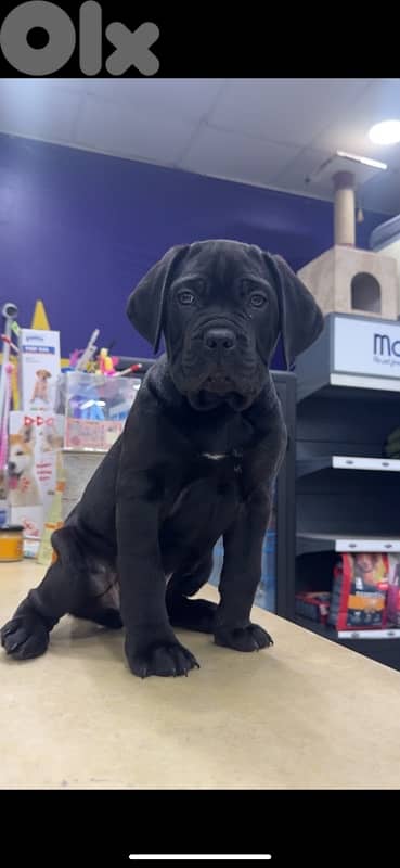Cane corso 3