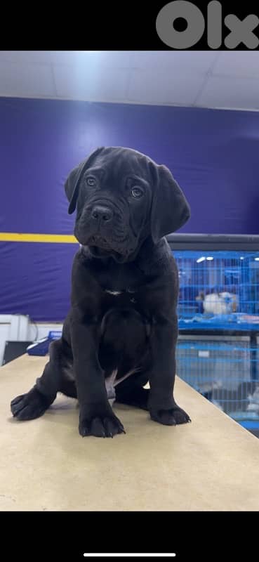 Cane corso 4