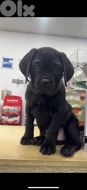 Cane corso 5