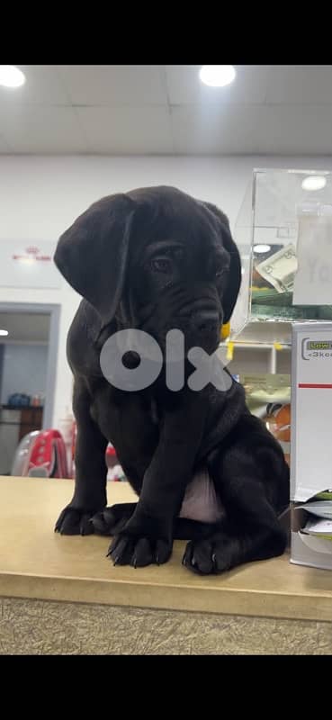 Cane corso 6
