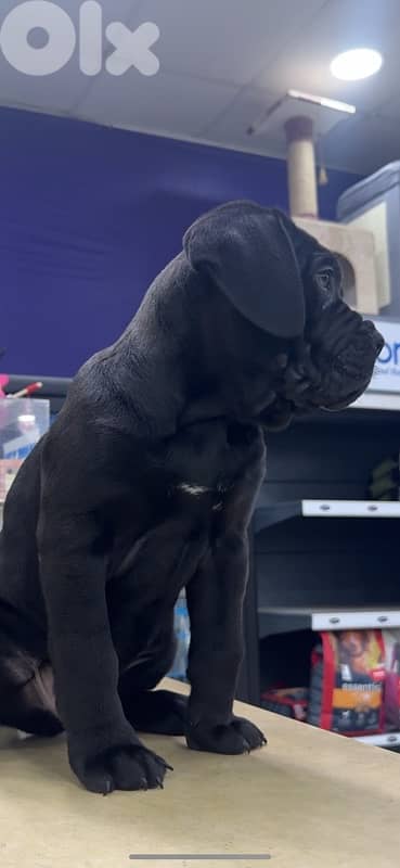 Cane corso 7