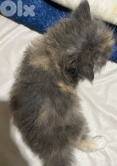 قطه للبيع هملايا