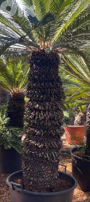 cycas نخل سيكا