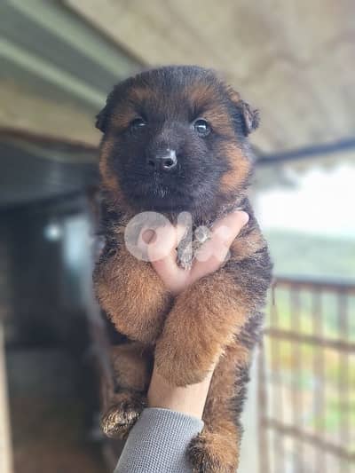 German Shepherd