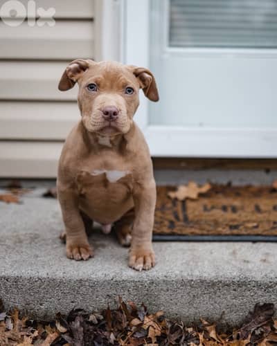 badi kalb pitbull ykoun zghir