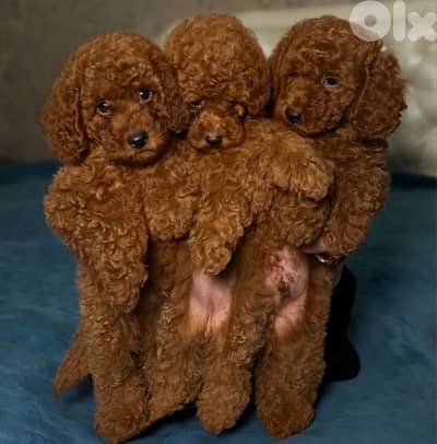 Poodle  Puppies – Sweet, Playful & Ready for a Loving Home