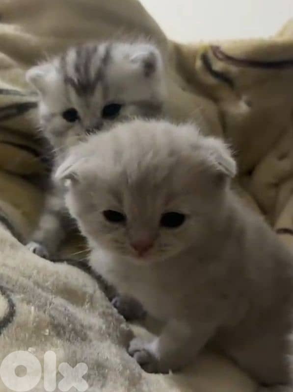 Scottish fold 1