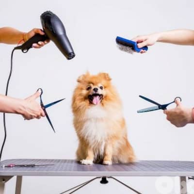 we are looking for a dog groomer