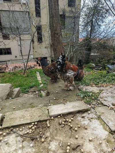 براهما بورسلان