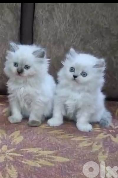 For contact 81102512 Himalayan and Persian kittens