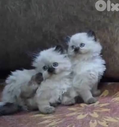 For contact 81102512