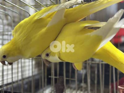 جوز كويكر اصفر تحته بيض شغال مكفول