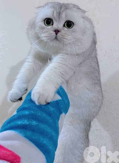 Scottish Fold Silver Chinchilla for Sale – Male