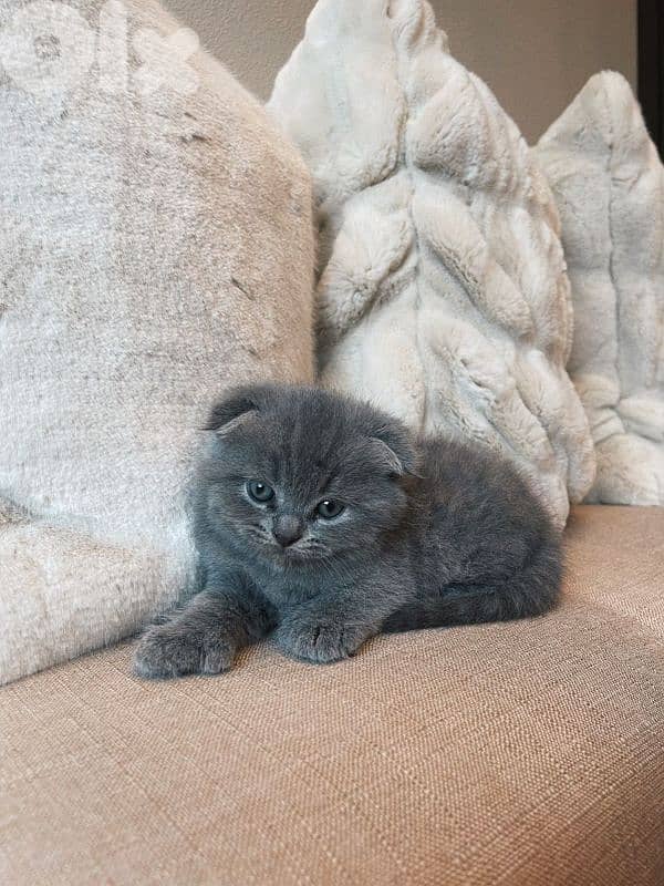 pure Scottish fold and British kittens HIGHEST QUALITY 1