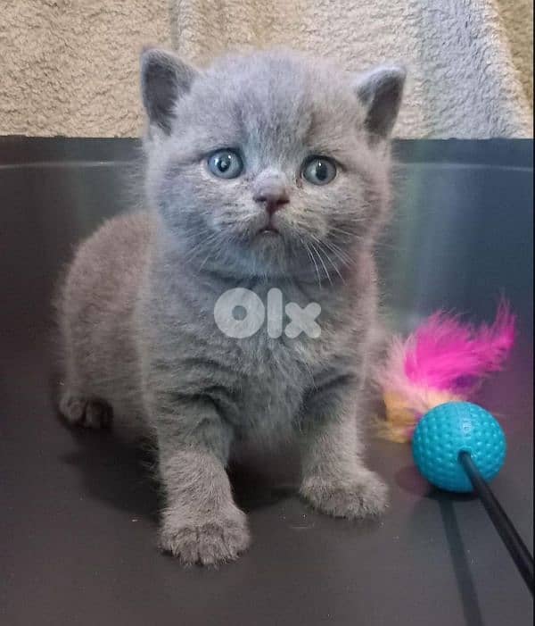 pure Scottish fold and British kittens HIGHEST QUALITY 3