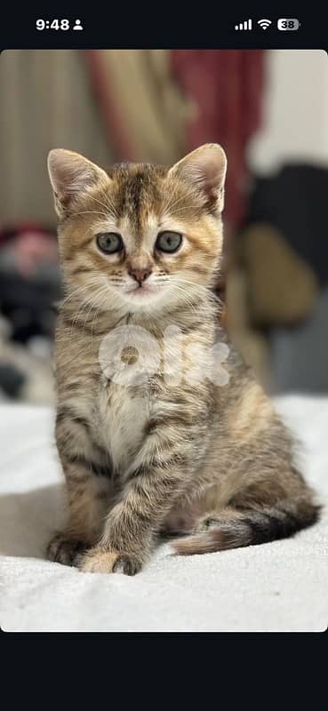 kitten cat for sale mix persian & american short hair