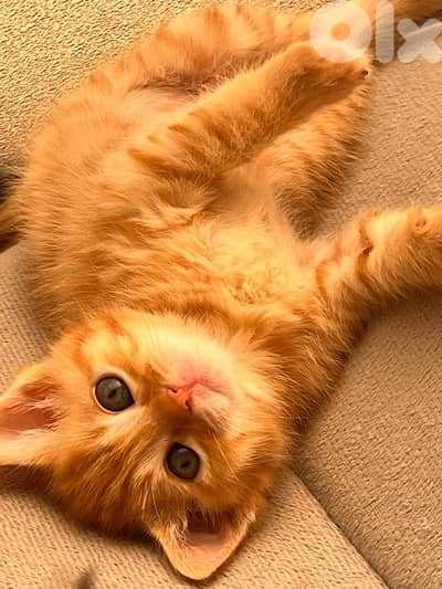 kitten for sale mix turkis angora