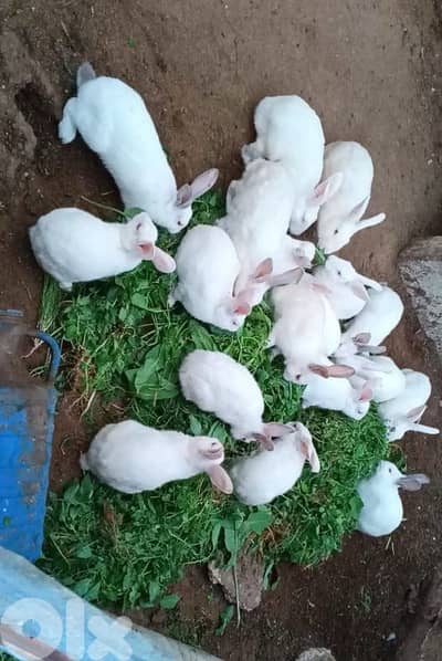 ارانب تبيض عيون احمر للبيع