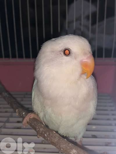 روز البينو Rose Albino