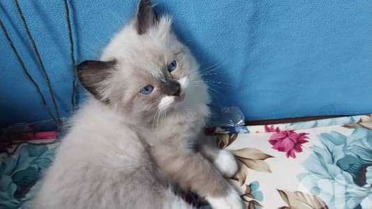 لبنان حاصبيا