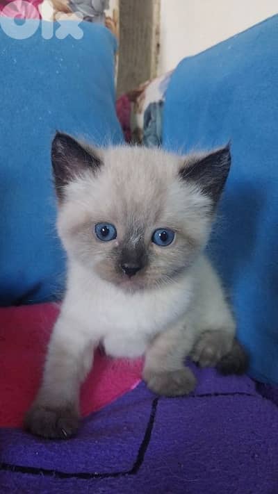 لبنان حاصبيا