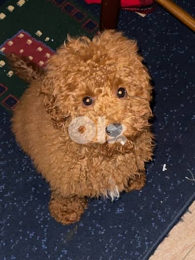 poodle red brown