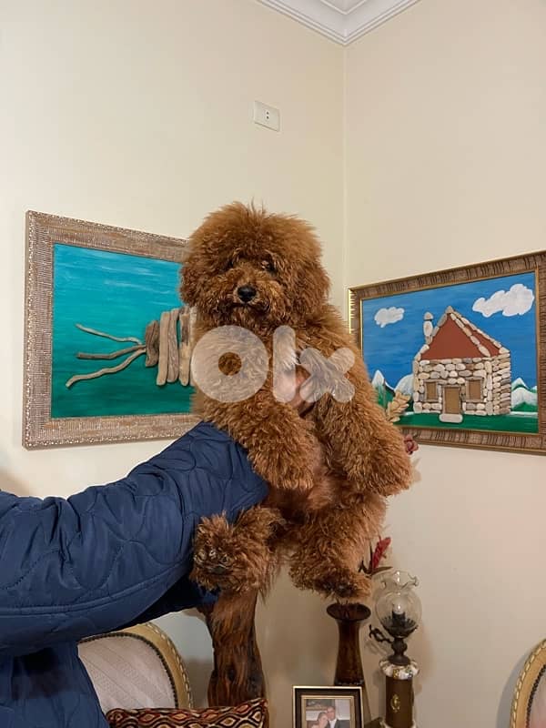 poodle red brown 1