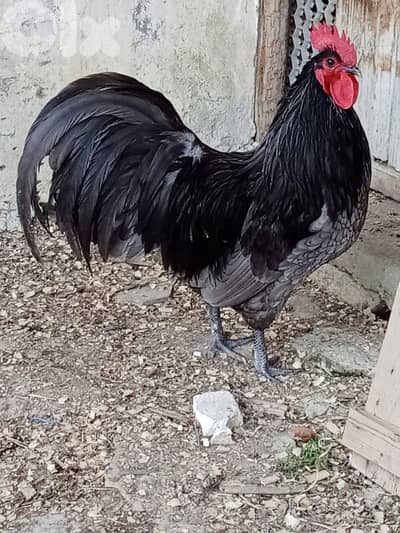 ديك استرالوب فرخ السنه اسود 70993656