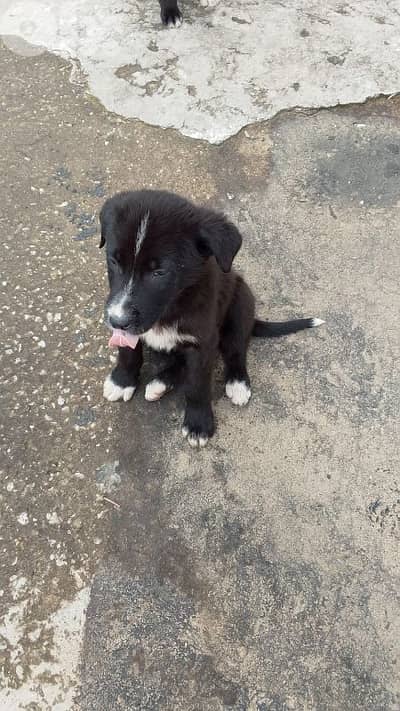 puppy golden retriever