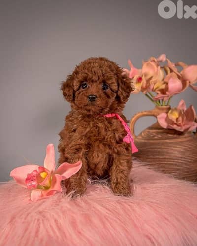 Poodle Puppies Available in Store &Delivery