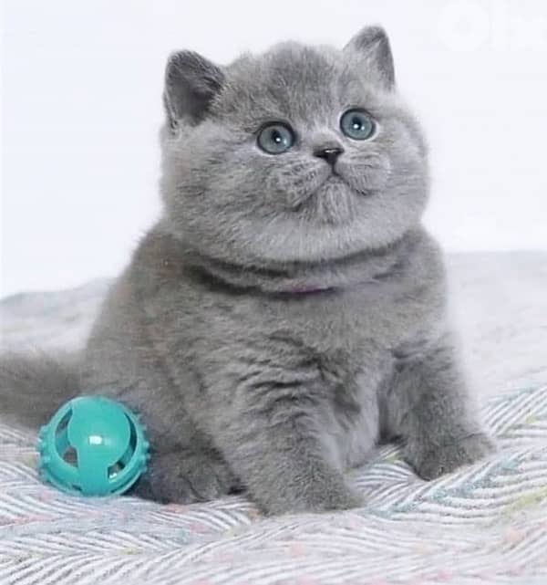 scottish beautiful 1