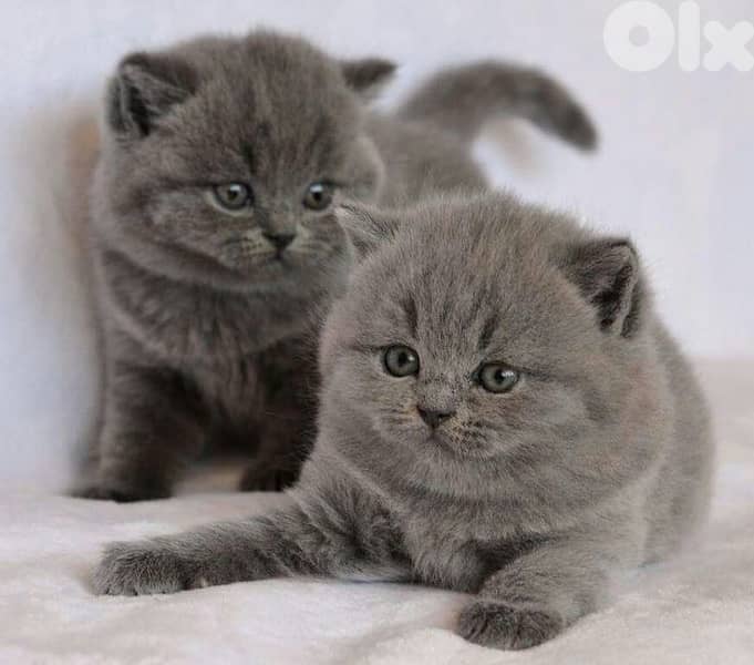 scottish beautiful 2