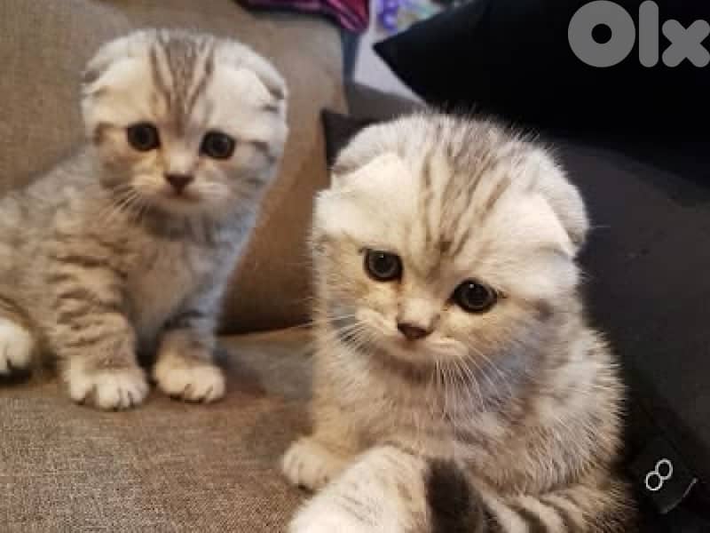 scottish beautiful 5